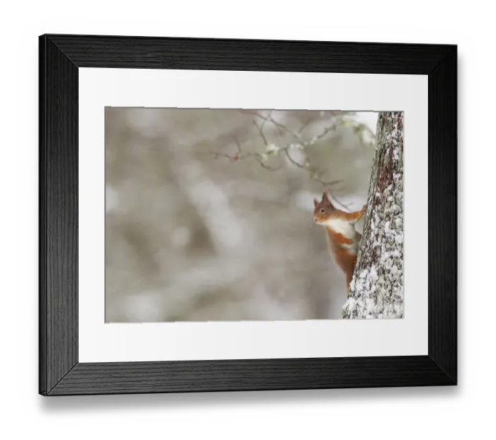 Framed Print : Red Squirrel (sciurus vulgaris) in winter hanging from trunk of Oak tree, Cairngorms National Park Framed Print : Red Squirrel (sciurus vulgaris) in winter hanging from trunk of Oak tree, Cairngorms National Park