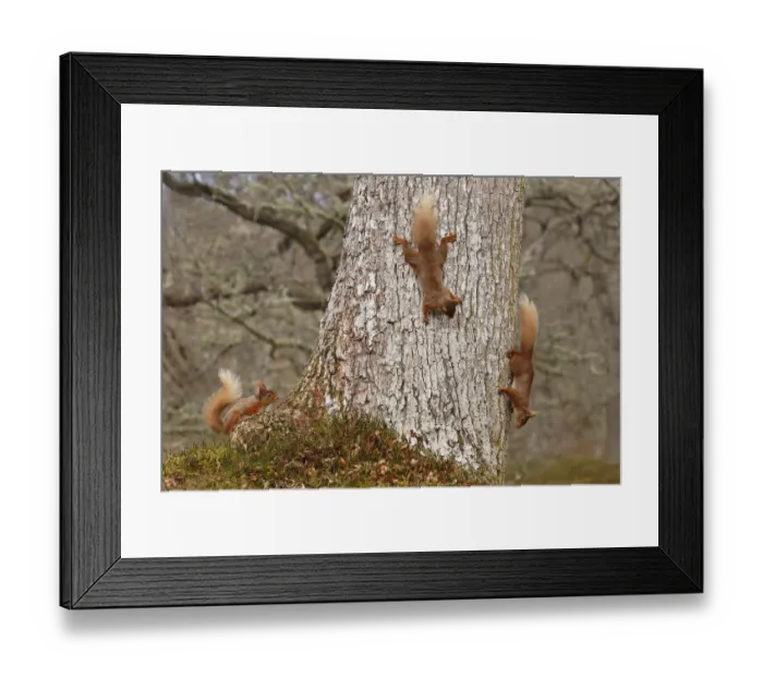 Framed Print : Red squirrels (Sciurus vulgaris) three chasing each other round oak tree, Cairngorms National Park Framed Print : Red squirrels (Sciurus vulgaris) three chasing each other round oak tree, Cairngorms National Park