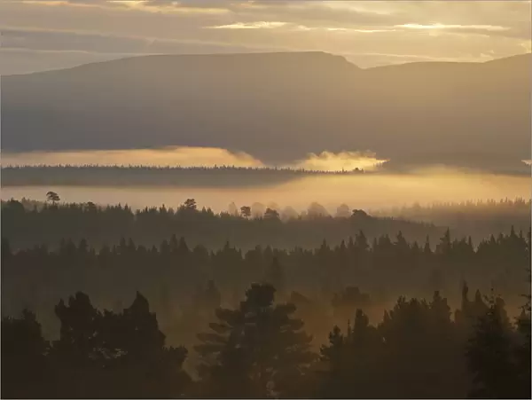 Looking over Rothiemurchus ancient Caledonian pine forest at dawn. Cairngorms National Park