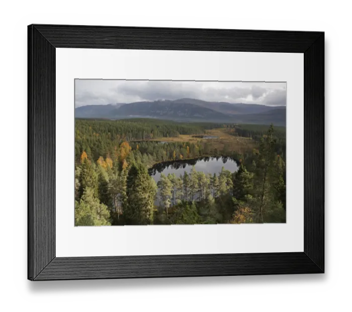 Framed Print : View over Uath Lochans surrounded by pine forest looking towards the Cairngorm mountains Framed Print : View over Uath Lochans surrounded by pine forest looking towards the Cairngorm mountains