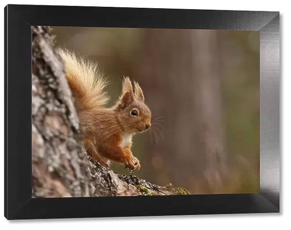 Red squirrel (Sciurus vulgaris) in Scots pine forest, Cairngorms National Park, Highlands
