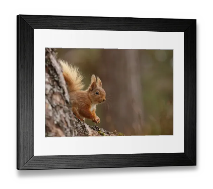 Framed Print : Red squirrel (Sciurus vulgaris) in Scots pine forest, Cairngorms National Park, Highlands Framed Print : Red squirrel (Sciurus vulgaris) in Scots pine forest, Cairngorms National Park, Highlands