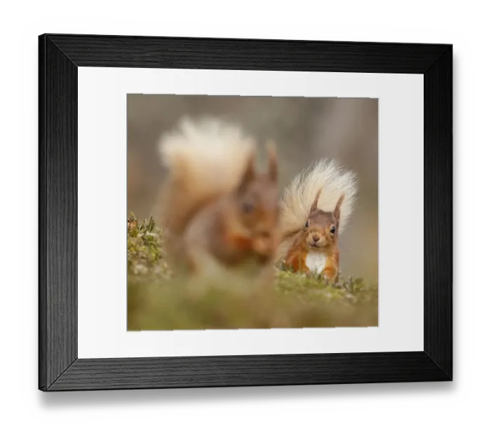 Framed Print : Red squirrel (Sciurus vulgaris) watching another. Cairngorms National Park, Highlands Framed Print : Red squirrel (Sciurus vulgaris) watching another. Cairngorms National Park, Highlands