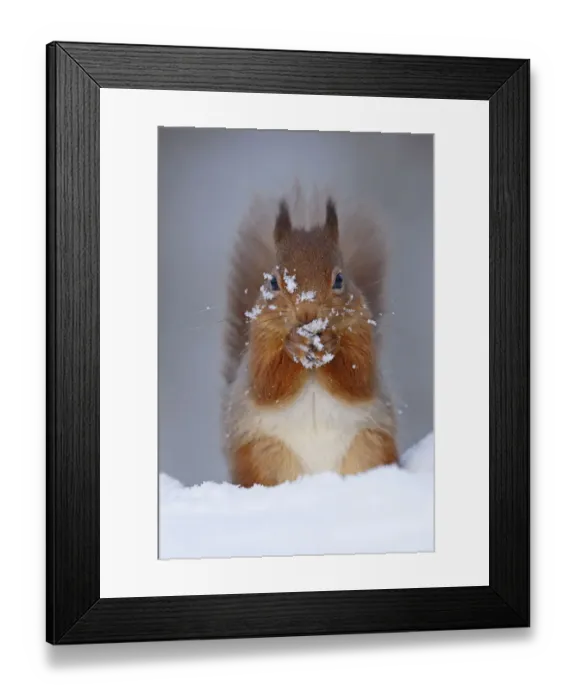 Framed Print : Red squirrel (sciurus vulgaris) feeding in snow, Cairngorms National Park, Highlands Framed Print : Red squirrel (sciurus vulgaris) feeding in snow, Cairngorms National Park, Highlands