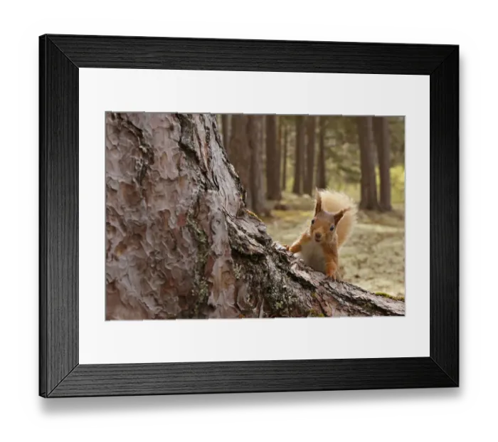 Framed Print : Red squirrel (Sciurus vulgaris) in Scots pine forest, Cairngorms National Park, Highlands Framed Print : Red squirrel (Sciurus vulgaris) in Scots pine forest, Cairngorms National Park, Highlands