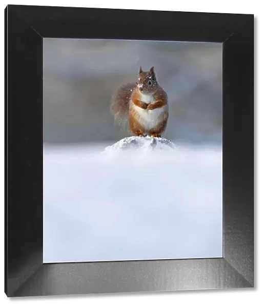 Red Squirrel (Sciurus vulgaris) in winter, Cairngorms National Park, Highlands, Scotland