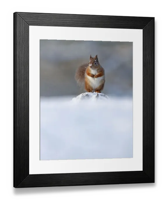 Framed Print : Red Squirrel (Sciurus vulgaris) in winter, Cairngorms National Park, Highlands, Scotland Framed Print : Red Squirrel (Sciurus vulgaris) in winter, Cairngorms National Park, Highlands, Scotland