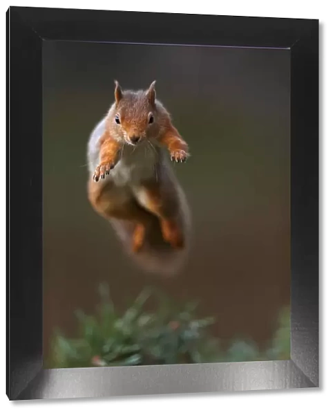 Red Squirrel (Sciurus vulgaris) in mid leap, the Cairngorms National Park, Highlands