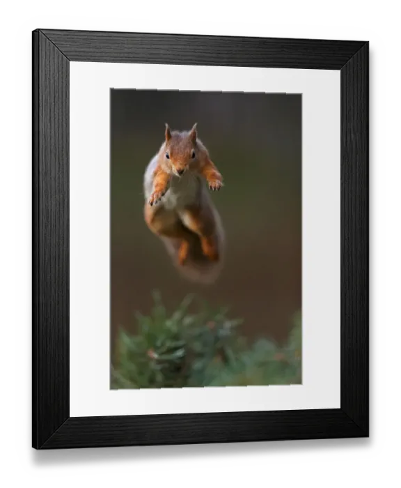 Framed Print : Red Squirrel (Sciurus vulgaris) in mid leap, the Cairngorms National Park, Highlands Framed Print : Red Squirrel (Sciurus vulgaris) in mid leap, the Cairngorms National Park, Highlands