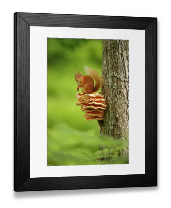 Framed Print : Red squirrel (Sciurus vulgaris) sitting on Chicken of the Woods fungus (Laetiporus), Cairngorms National Park, Highlands, Scotland, UK, June Framed Print : Red squirrel (Sciurus vulgaris) sitting on Chicken of the Woods fungus (Laetiporus), Cairngorms National Park, Highlands, Scotland, UK, June