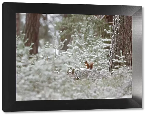 Red squirrel (Sciurus vulgaris) in winter pine forest, Cairngorms National Park, Highlands