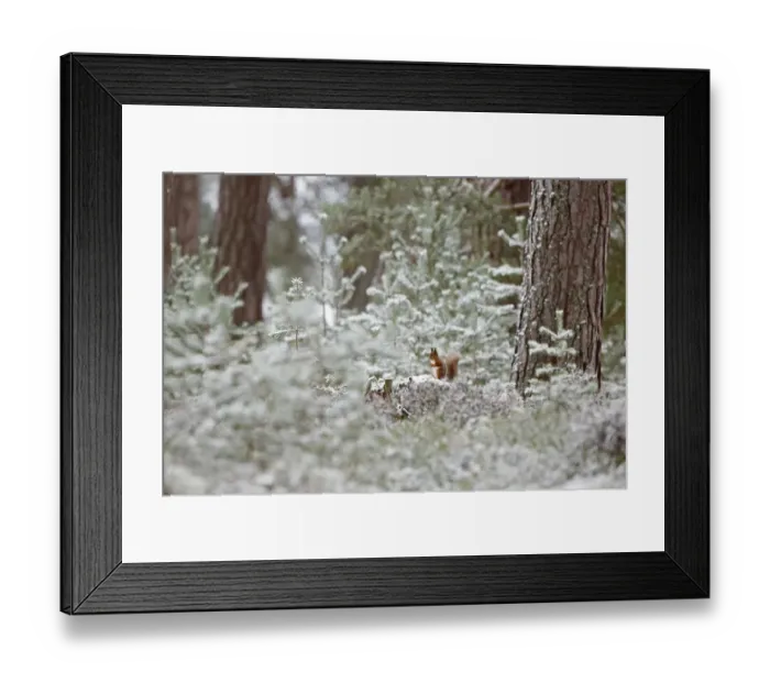 Framed Print : Red squirrel (Sciurus vulgaris) in winter pine forest, Cairngorms National Park, Highlands Framed Print : Red squirrel (Sciurus vulgaris) in winter pine forest, Cairngorms National Park, Highlands