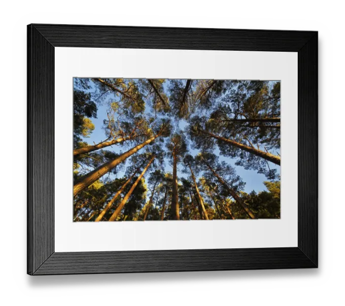 Framed Print : Scots pine (Pinus sylvestris) forest looking skywards towards forest canopy Framed Print : Scots pine (Pinus sylvestris) forest looking skywards towards forest canopy