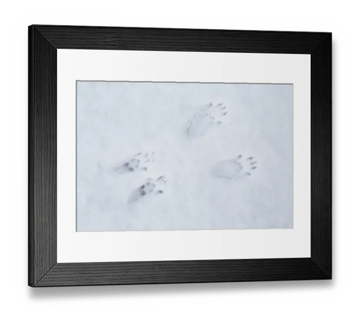 Framed Print : Red Squirrel (Sciurus vulgaris) foot prints in snow, Cairngorms National Park, Highlands Framed Print : Red Squirrel (Sciurus vulgaris) foot prints in snow, Cairngorms National Park, Highlands