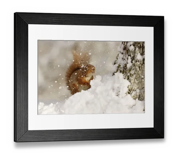 Framed Print : Red squirrel (Sciurus vulgaris) hit by falling snow, Cairngorms National Park, Highlands Framed Print : Red squirrel (Sciurus vulgaris) hit by falling snow, Cairngorms National Park, Highlands