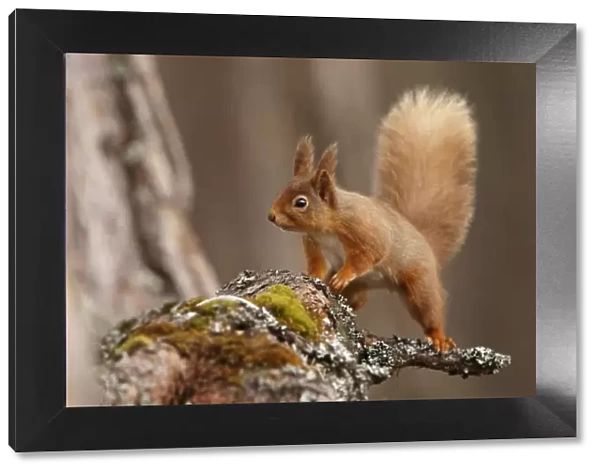 Red Squirrel (Sciurus vulgaris) in mature pine forest habitat, Cairngorms National Park