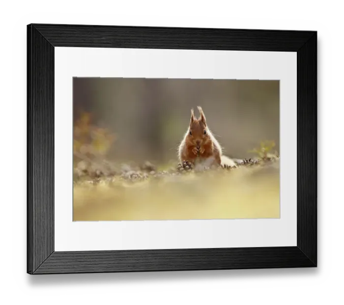 Framed Print : Red Squirrel (Scuirus vulgaris) feeding sitting pine cone covered forest floor, Cairngorms Framed Print : Red Squirrel (Scuirus vulgaris) feeding sitting pine cone covered forest floor, Cairngorms