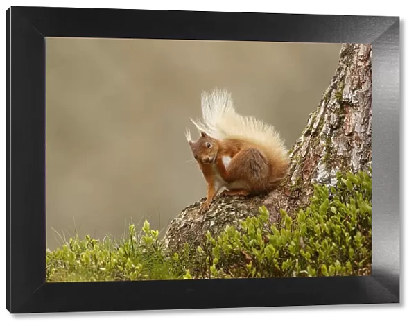 Red Squirrel (Sciurus vulgaris) scratching, Cairngorms National Park, Highlands