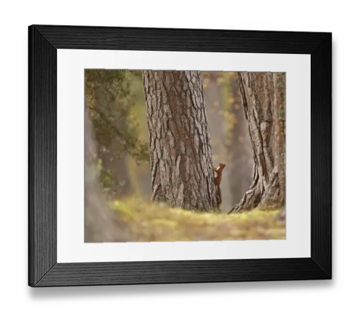 Framed Print : Red squirrel (Sciurus vulgaris) in mature pine forest habitat, Cairngorms National Park Framed Print : Red squirrel (Sciurus vulgaris) in mature pine forest habitat, Cairngorms National Park