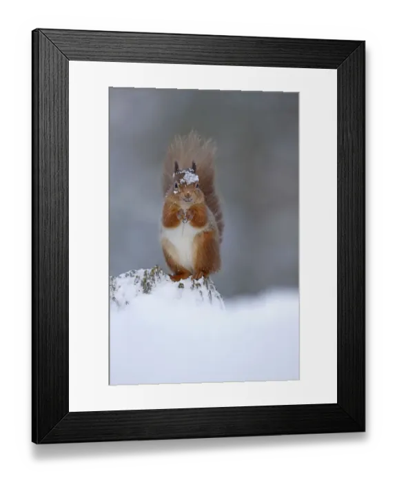 Framed Print : Red squirrel (sciurus vulgaris) feeding in snow, Cairngorms National Park, Highlands