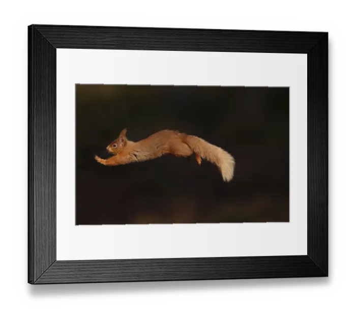 Framed Print : Red squirrel (Sciurus vulgaris) leaping between pine trees in forest in late afternoon light Framed Print : Red squirrel (Sciurus vulgaris) leaping between pine trees in forest in late afternoon light