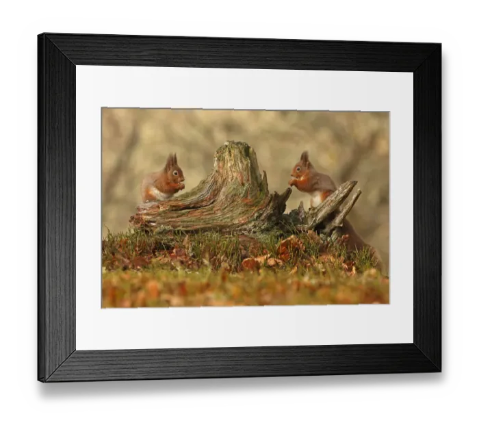 Framed Print : Red squirrels (Sciurus vulgaris) feeding next to each other on old tree stump, Cairngorms Framed Print : Red squirrels (Sciurus vulgaris) feeding next to each other on old tree stump, Cairngorms