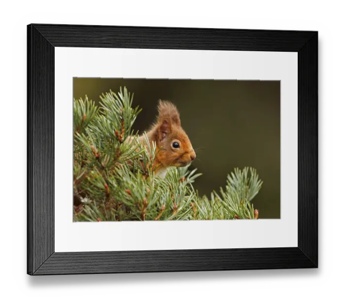 Framed Print : Red Squirrel (sciurus vulgaris) foraging in pine tree, Cairngorms National Park, Highlands Framed Print : Red Squirrel (sciurus vulgaris) foraging in pine tree, Cairngorms National Park, Highlands