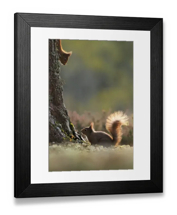 Framed Print : Red squirrel (Sciurus vulgaris) two squirrels encountering each other. Cairngorms National Park Framed Print : Red squirrel (Sciurus vulgaris) two squirrels encountering each other. Cairngorms National Park