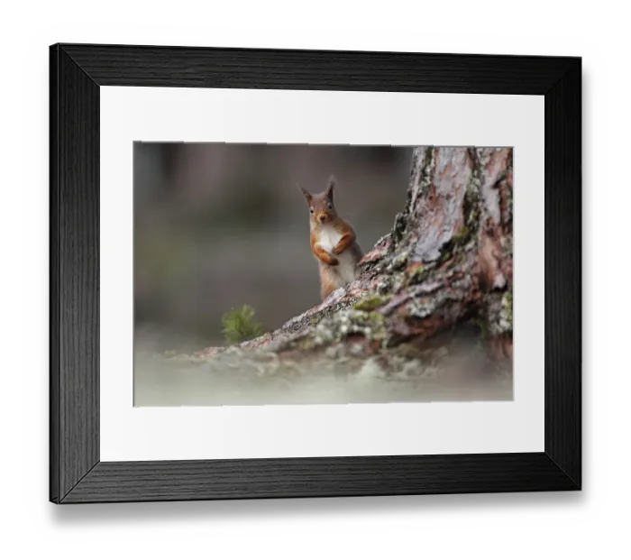 Framed Print : Red squirrel (Sciurus vulgaris) looking round pine tree, Cairngorms National Park Framed Print : Red squirrel (Sciurus vulgaris) looking round pine tree, Cairngorms National Park