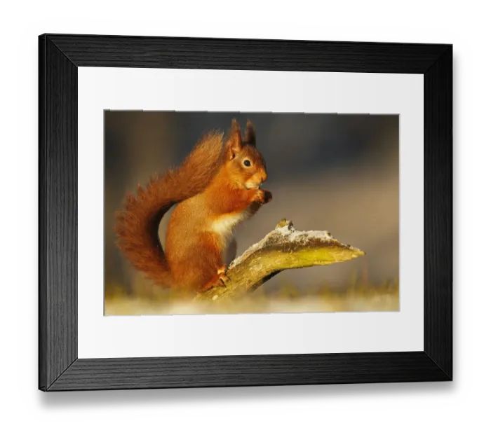 Framed Print : Red squirrel (Sciurus vulgaris) in winter in early morning light. Cairngorms National Park Framed Print : Red squirrel (Sciurus vulgaris) in winter in early morning light. Cairngorms National Park