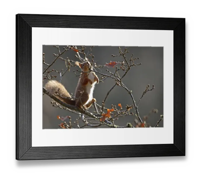 Framed Print : Red Squirrel (Sciurus vulgaris) nibbling on oak buds, Cairngorms National Park, Highlands Framed Print : Red Squirrel (Sciurus vulgaris) nibbling on oak buds, Cairngorms National Park, Highlands