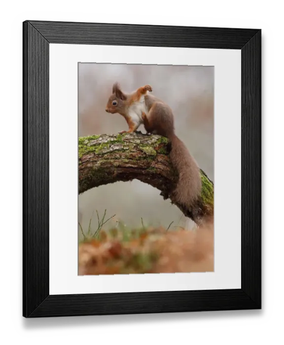 Framed Print : Red Squirrel (Sciurus vulgaris) scratching, Cairngorms National Park, Highlands Framed Print : Red Squirrel (Sciurus vulgaris) scratching, Cairngorms National Park, Highlands