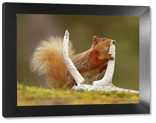 Red squirrel (Sciurus vulgaris) gnawing red deer antler for minerals, Cairngorms National Park