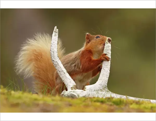 Red squirrel (Sciurus vulgaris) gnawing red deer antler for minerals, Cairngorms National Park