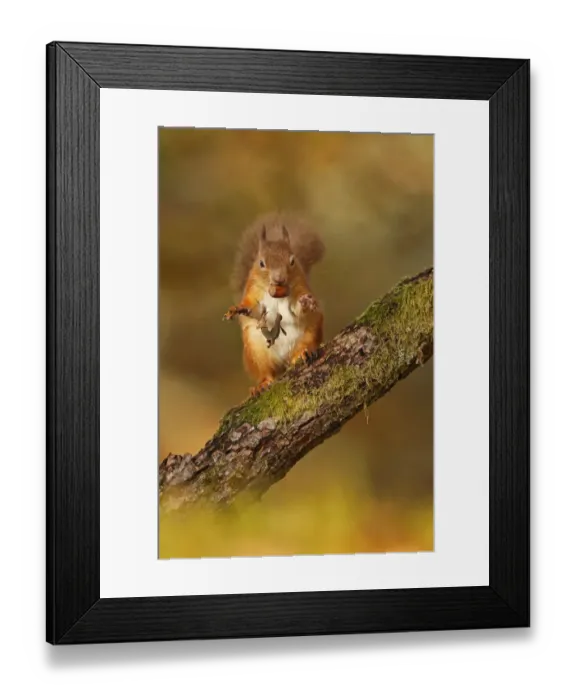 Framed Print : Red Squirrel (Sciurus vulgaris) tossing away the husk from hazelnut, Cairngorms National Park Framed Print : Red Squirrel (Sciurus vulgaris) tossing away the husk from hazelnut, Cairngorms National Park
