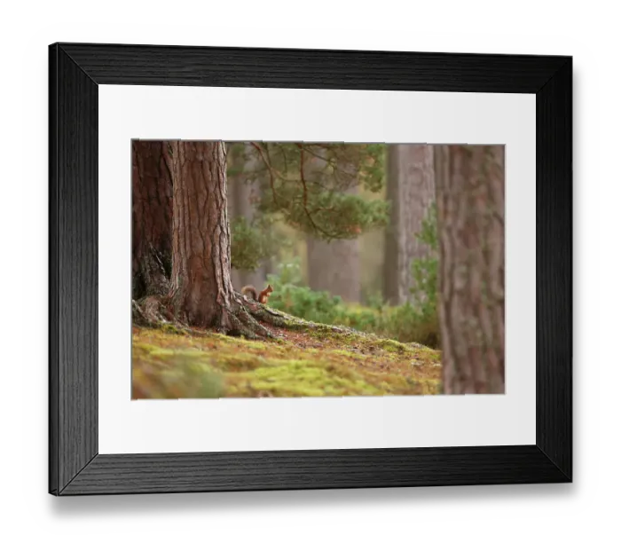 Framed Print : Red squirrel (Sciurus vulgaris) in mature pine forest habitat, Cairngorms National Park, Highlands, Scotland, UK Framed Print : Red squirrel (Sciurus vulgaris) in mature pine forest habitat, Cairngorms National Park, Highlands, Scotland, UK