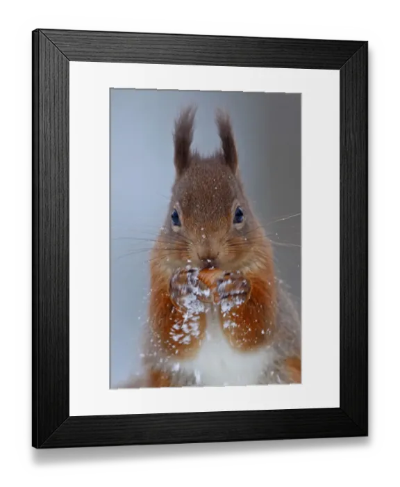Framed Print : Red squirrel (Sciurus vulgaris) testing nut. Cairngorms National Park, Highlands Framed Print : Red squirrel (Sciurus vulgaris) testing nut. Cairngorms National Park, Highlands