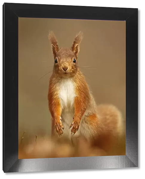 Red Squirrel (Sciurus vulgaris) standing upright in alert pose. Cairngorms National Park