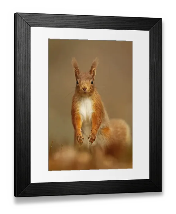 Framed Print : Red Squirrel (Sciurus vulgaris) standing upright in alert pose. Cairngorms National Park Framed Print : Red Squirrel (Sciurus vulgaris) standing upright in alert pose. Cairngorms National Park