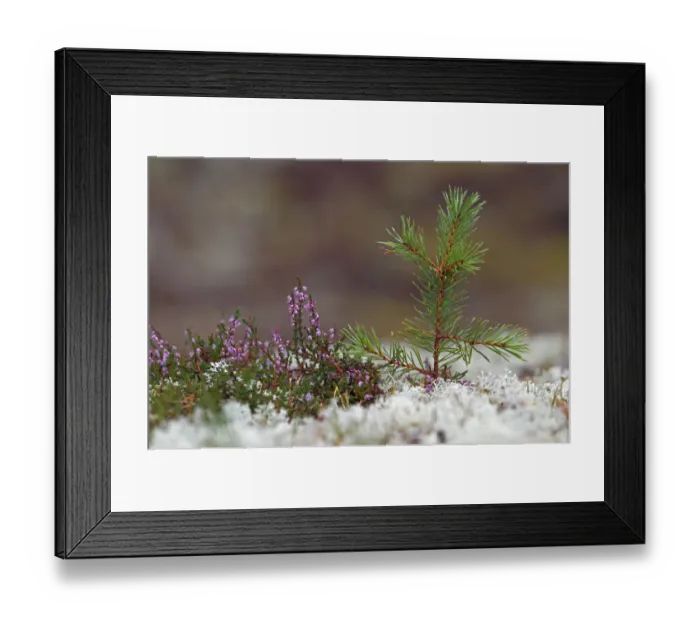 Framed Print : Scots pine (Pinus sylvestris) seedling growing amongst lichens and heather Framed Print : Scots pine (Pinus sylvestris) seedling growing amongst lichens and heather