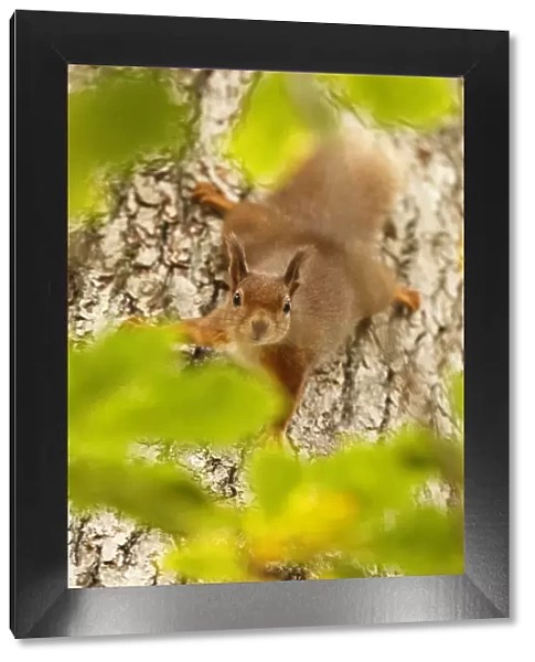 Red squirrel (Sciurus vulgaris) descending trunk of Oak tree, Cairngorms National Park