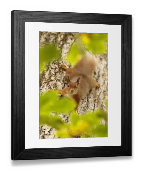 Framed Print : Red squirrel (Sciurus vulgaris) descending trunk of Oak tree, Cairngorms National Park Framed Print : Red squirrel (Sciurus vulgaris) descending trunk of Oak tree, Cairngorms National Park
