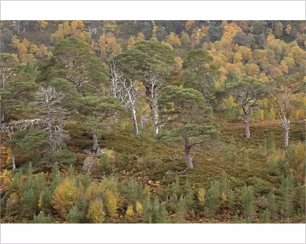 Scots pine (Pinus silvestris) and Silver birch (Betula pendula) forest, with natural