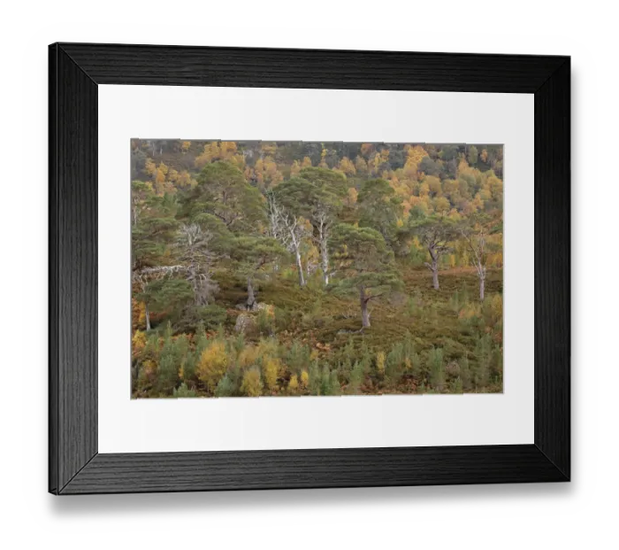 Framed Print : Scots pine (Pinus silvestris) and Silver birch (Betula pendula) forest, with natural Framed Print : Scots pine (Pinus silvestris) and Silver birch (Betula pendula) forest, with natural