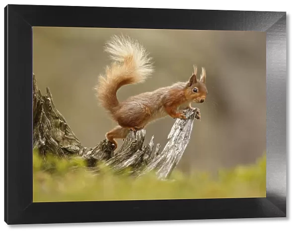 Red Squirrel (Sciurus vulgaris) on gnarled tree stump. Cairngorms National Park, Highlands