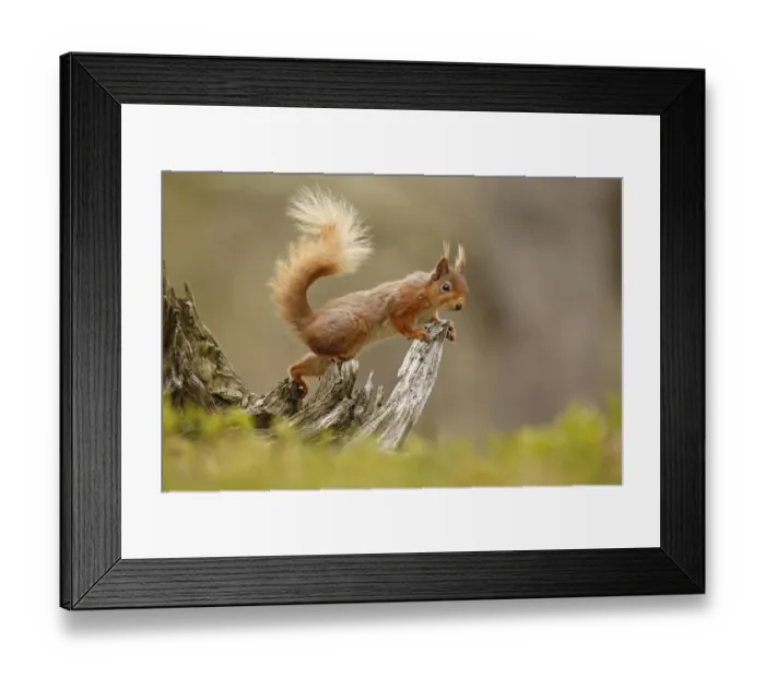 Framed Print : Red Squirrel (Sciurus vulgaris) on gnarled tree stump. Cairngorms National Park, Highlands Framed Print : Red Squirrel (Sciurus vulgaris) on gnarled tree stump. Cairngorms National Park, Highlands
