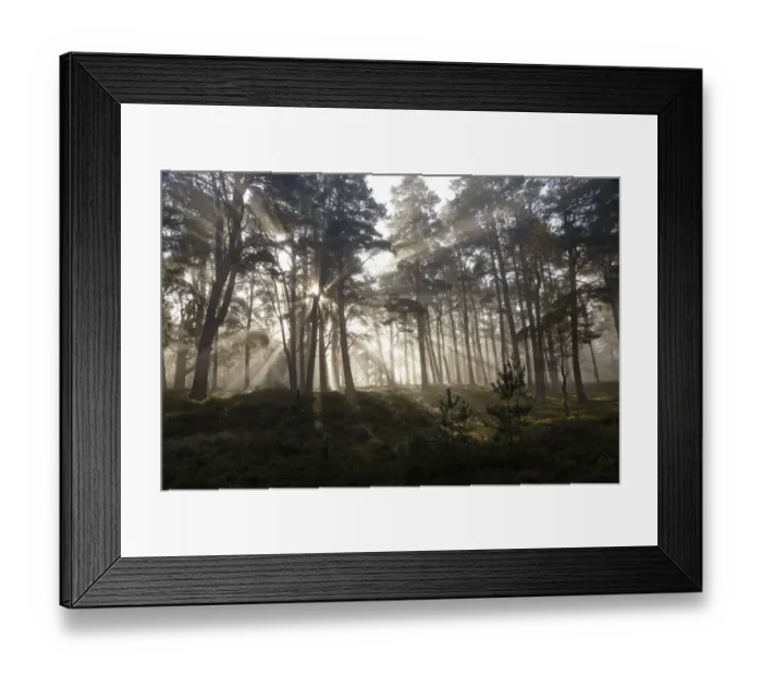 Framed Print : Scots Pine forest (Pinus sylvestris) with early morning misty light filtering through the forest Framed Print : Scots Pine forest (Pinus sylvestris) with early morning misty light filtering through the forest