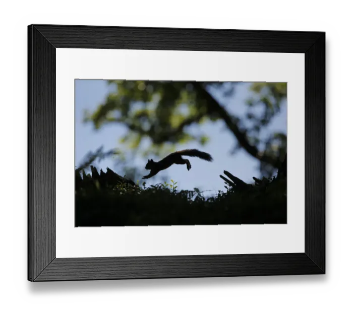 Framed Print : Silhouetted Red Squirrel (Sciurus vulgaris) jumping between tree stumps. Cairngorms National Park Framed Print : Silhouetted Red Squirrel (Sciurus vulgaris) jumping between tree stumps. Cairngorms National Park