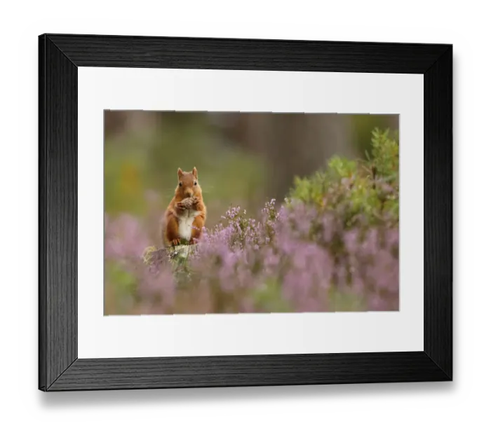 Framed Print : Red squirrel (Sciurus vulgaris) feeding on pine cone in purple heather covered pine forest