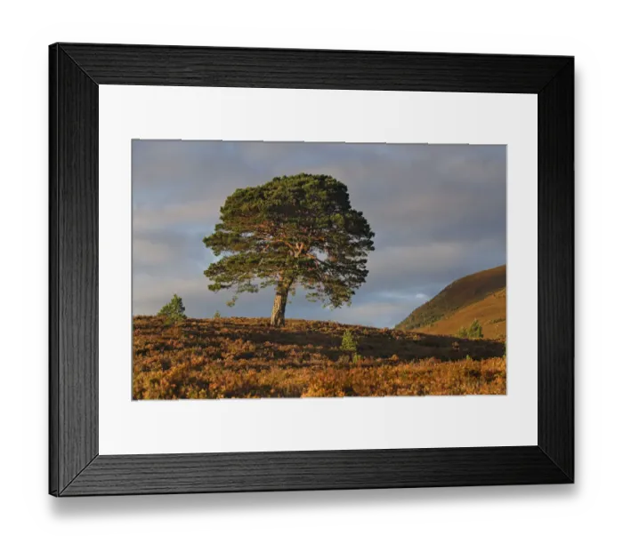 Framed Print : Scots pine tree (Pinus sylvestris) lone pine surrounded by young pine seedlings, Abernethy forest Framed Print : Scots pine tree (Pinus sylvestris) lone pine surrounded by young pine seedlings, Abernethy forest